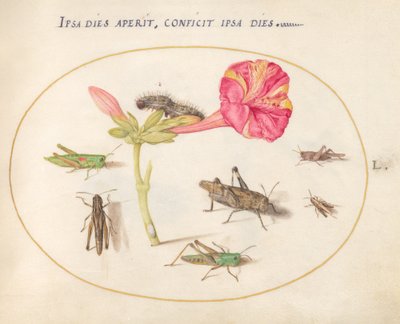 Plate 50: Grasshoppers, a Caterpillar, and a Scale Insect with a Four O