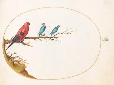 Three Brightly Colored Birds by Joris Hoefnagel