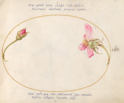 Plate 56: A Rosebud and a Disintegrating Pink Rose by Joris Hoefnagel