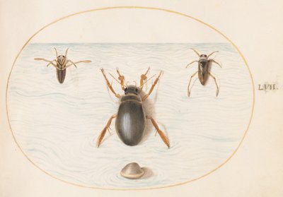 A Diving Beetle and Two Views of a Backswimmer (Plate 57) by Joris Hoefnagel