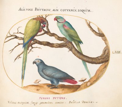 Plate 58: African Gray Parrot, Indian Ring-Necked Parrot, and a Third Parrot by Joris Hoefnagel