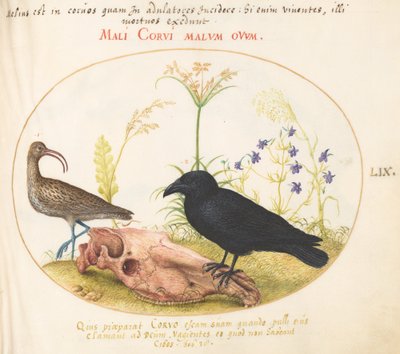 Plate 59: Curlew and Crow with Horse Skull by Joris Hoefnagel