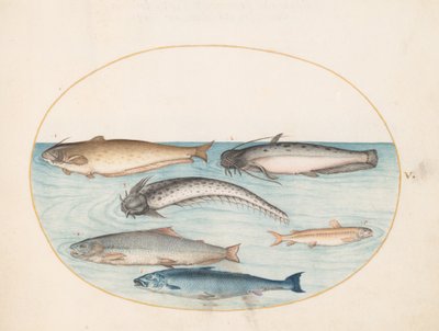 Three Catfish, a Salmon, and Two Other Fish by Joris Hoefnagel