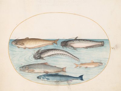 Plate 5: Three Catfish, a Salmon, and Two Other Fish by Joris Hoefnagel