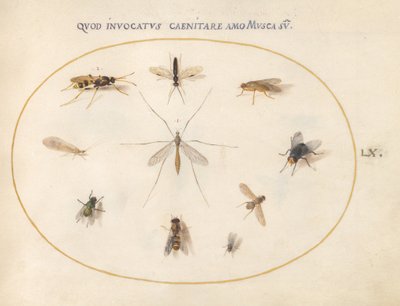 Flies and Other Insects by Joris Hoefnagel