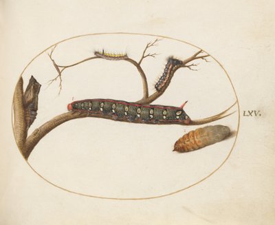Plate 60: Leafy Spurge Hawkmoth Caterpillar, Pupae, and Other Caterpillars by Joris Hoefnagel