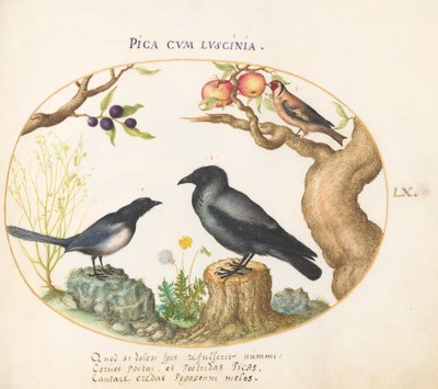Plate 60: Magpie, Crow, and Goldfinch by Joris Hoefnagel