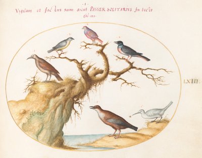 Six Small Birds, Including a Bluethroat and a Cuckoo(?) (Plate 63) by Joris Hoefnagel