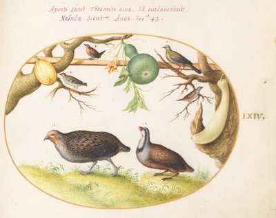 Plate 64: Two Partridges, a Wren, and Other Birds by Joris Hoefnagel