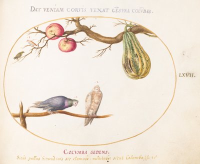 Plate 67: Two Doves beneath a Gourd and Apples by Joris Hoefnagel