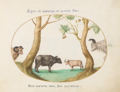 A Variety of Oxen with a Ram and a Water Buffalo by a Plane Tree (Plate 6) by Joris Hoefnagel
