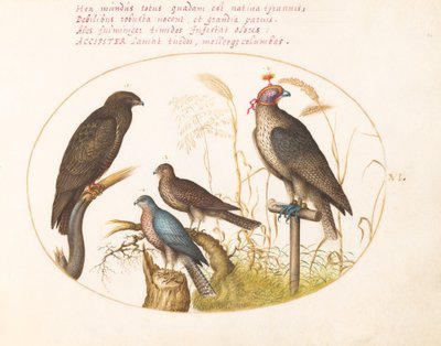 Plate 6: Four Birds of Prey, Including a Sparrowhawk(?) by Joris Hoefnagel