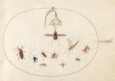 Plate 77: Dotted Bee Fly with a White Flower, a Mayfly, a Blue Weevil, and Other Insects by Joris Hoefnagel