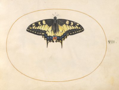 Plate 7: Swallowtail Butterfly by Joris Hoefnagel