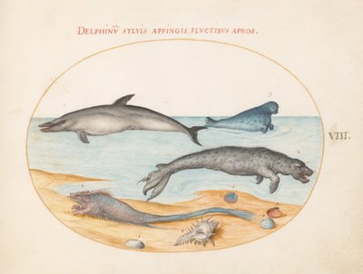 Plate 8: A Dolphin, Two Seals, a Brethmechin, and Shells by Joris Hoefnagel