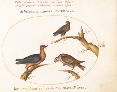 Plate 8: Bearded Vulture with Two Birds of Prey by Joris Hoefnagel