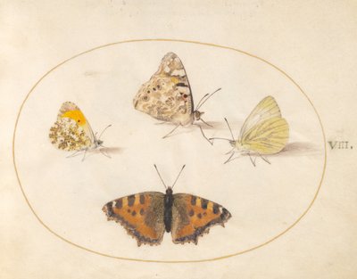 Plate 8: Orange Tip, Painted Lady, Southern Small White, and Small Tortoiseshell Butterflies by Joris Hoefnagel