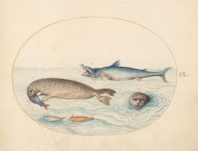 Plate 9: A Great White(?) Shark, Two Seals, and Two Fish by Joris Hoefnagel