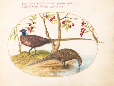 Plate 9: Two Pheasants with Fruiting Plants by Joris Hoefnagel