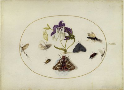 Butterflies by a Columbine, Plate XXIX by Joris Hoefnagel