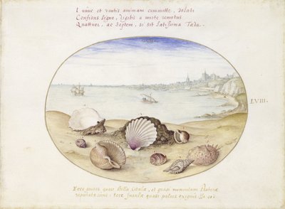 Seashells and View of Cadiz by Joris Hoefnagel