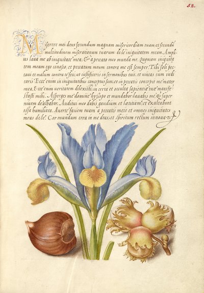 Spanish Chestnut, English Iris, and European Filbert by Joris Hoefnagel
