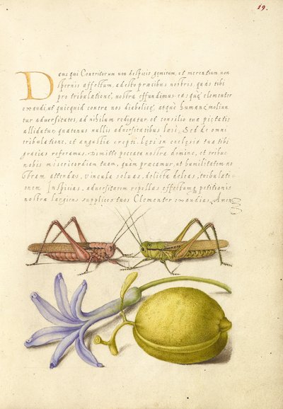 Wart-Biter, Grasshopper, Hyacinth, and Almond by Joris Hoefnagel