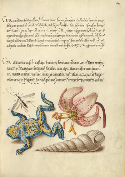 Water Gnat, Martagon Lily, Yellow-Bellied Toad, and European Screw Shell by Joris Hoefnagel