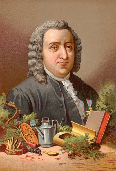Carl Linnaeus by Jose Armet Portanell