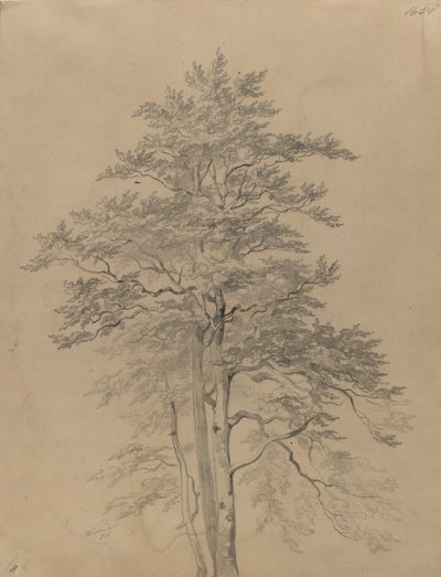 Study of a Tree by Josef Kriehuber