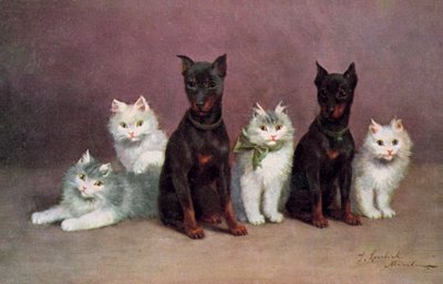 Cat Postcard by Josef Sperlich