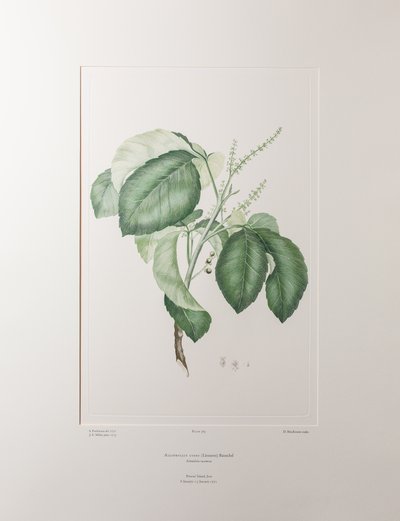 Allophyllus cobbe - Plate 365, Banks