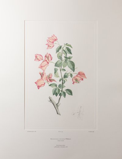 Bouganvillea spectabilis (Nyctaginaceae) - Plate 355, Banks