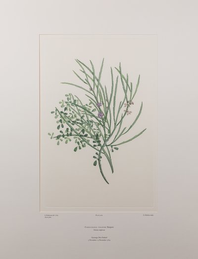 Carmichaelia solandri - Plate 429, Banks