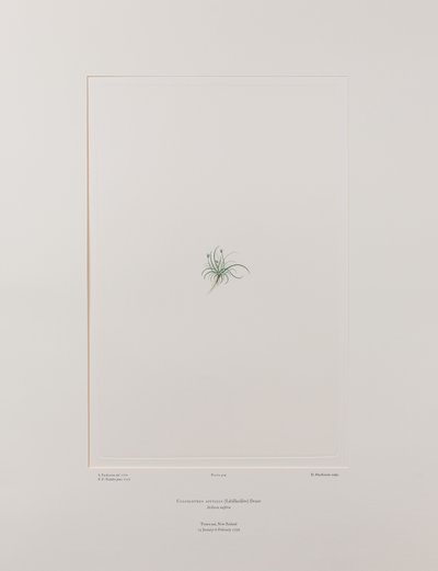 Colobanthus apetalus (Caryophyllaceae) - Plate 414, Banks