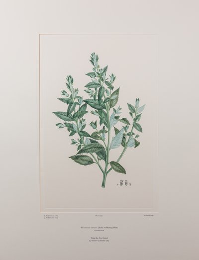 Haloragis erecta (Haloragidaceae) - Plate 439, Banks