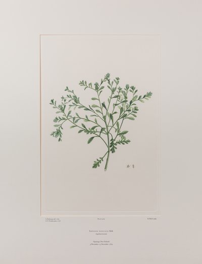 Lepidium flexicaule (Cruciferae) - Plate 409, Banks