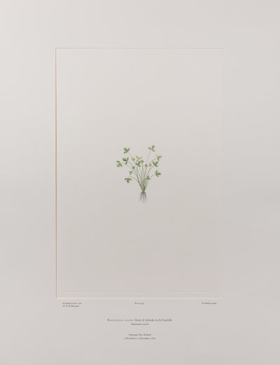 Ranunculus acaulis (Ranunculaceae) - Plate 403, Banks
