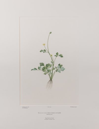 Ranunculus hirtus (Ranunculaceae) - Plate 404, Banks