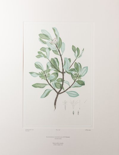 Schyphiphora hydrophyllacea (Rubiaceae) - Plate 148, Banks