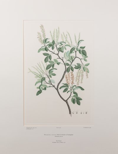 Weinmannia sylvicola (Cunoniaceae) - Plate 436, Banks