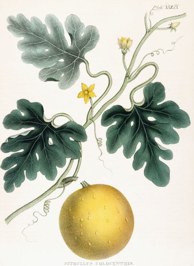 Colocynth, from Illustrations of Medical Botany by Joseph Carson