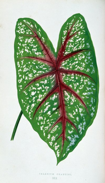 Chantini Caladium leaf. Botanical board in 