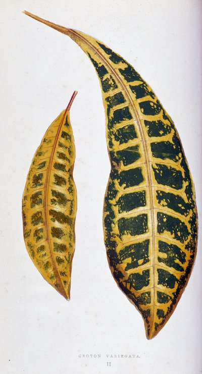 Croton leaf variegata. Botanical board in 