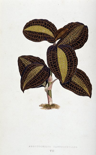 Leaf of Anoectochilus Xantophyllus by Joseph Edward and Howard W Lowe