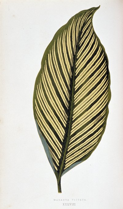 Leaf of Maranta Vittata. Botanical board in Plants with colorful foliage. Collection of the most remarkable species used to decorate gardens, greenhouses and apartments, by Edward Joseph Lowe and W. Howard, members of the London Horticulture Society by Joseph Edward and Howard W Lowe