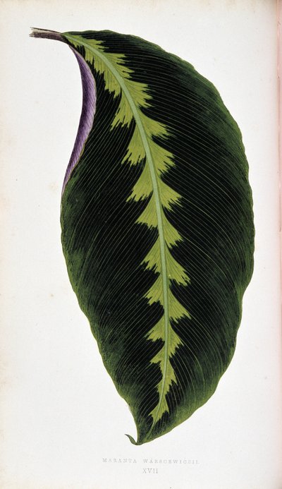 Maranta Leaf Warscewiczil. Botanical Board in "Plants with Colorful Foliage" by Joseph Edward and Howard W Lowe