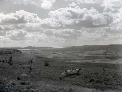 A small flock of horned sheep at Scout Scar by Joseph Hardman