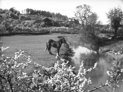 Blossom in foreground with horse standing next to stream in field beyond by Joseph Hardman