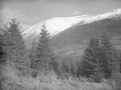 Christmas trees growing with snow-covered hills behind by Joseph Hardman